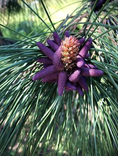 Wings on the River ponderosa.jpg