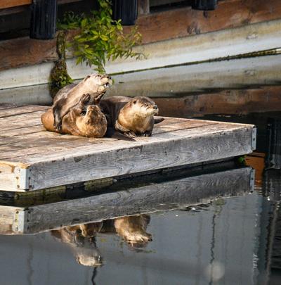 Otters at play
