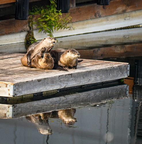 Otters at play