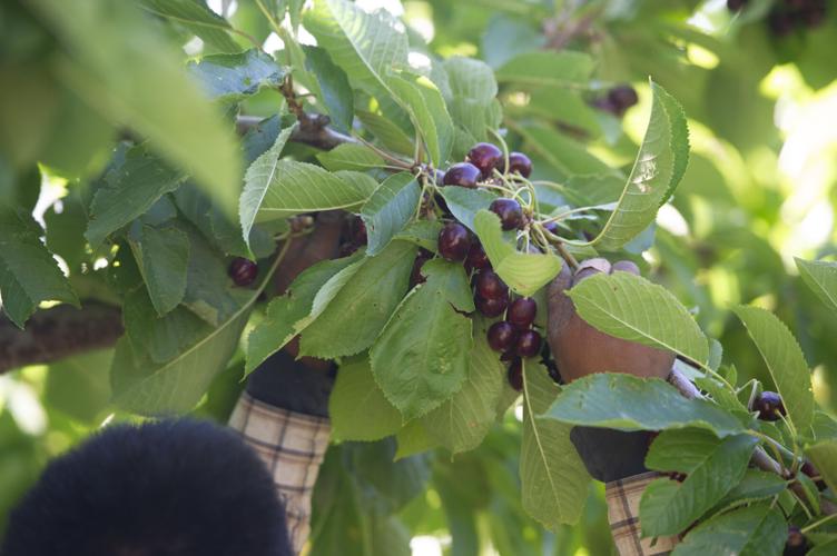 heater_myerson_orchards_4.jpg