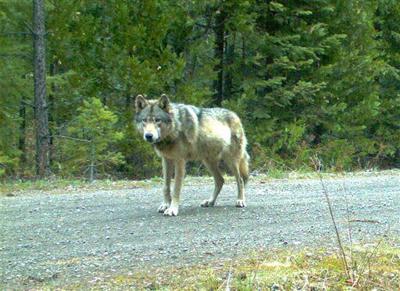 Biologist: New collar for wolf OR-7 no easy matter