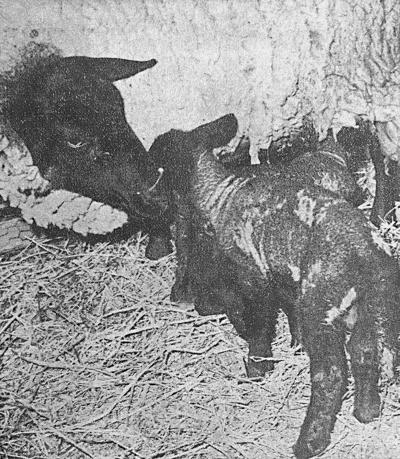 TD_history_IMG_4835 bw PRINT.jpg