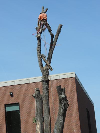 Library Tree