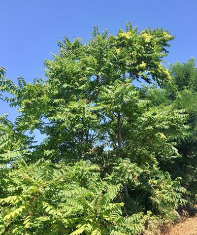 Tree of Heaven
