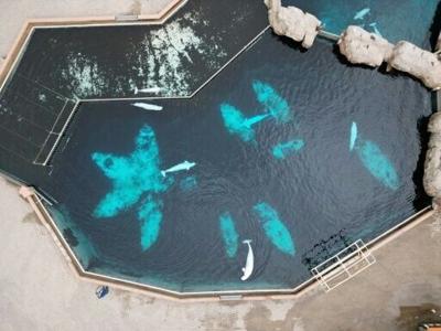 An aerial view of belugas at Canada's now-shuttered Marineland theme park
