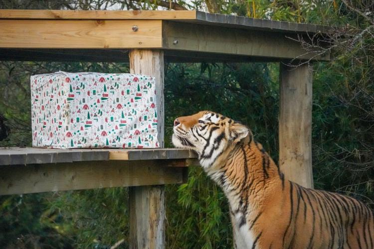 Rescued tiger enjoys first Christmas with a tree and presents