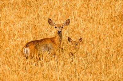 This doe and her fawn stood among the tall wheat stalks and watched me drive by