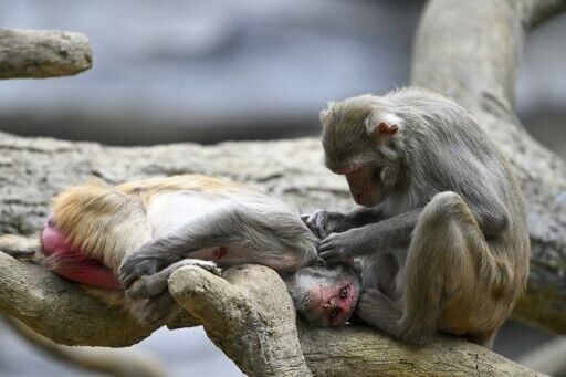 Rhesus macaques are one of many primates species that commonly engage in homosexual behaviour