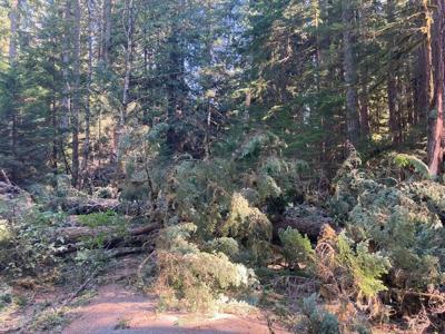 thumbnail_Road near Ramona Falls after windstorm damage 09.12.20.jpg