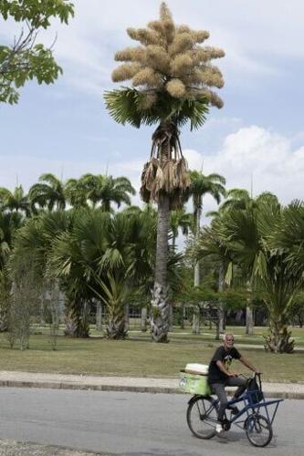 A man rides past a talipot palm blooming for the first time since it was planted about 50 years ago in Rio de Janeiro, Brazil