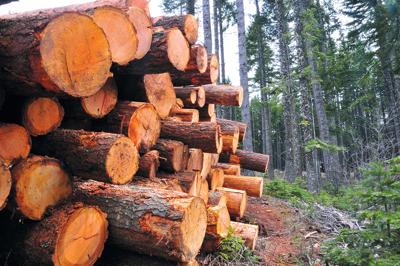 Feds slash timber payments to counties