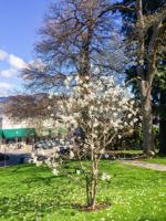 April Tree of the Month: Magnolia