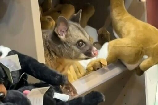 A wild possum makes itself comfortable with toys in a shop at Hobart Airport in Tasmania