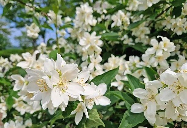 Mock orange
