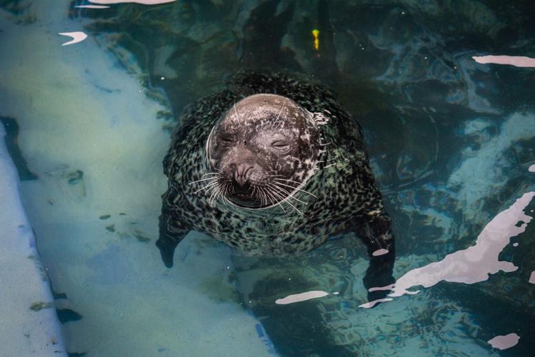 Surgery could give seal chance to experience sight “for the first time”
