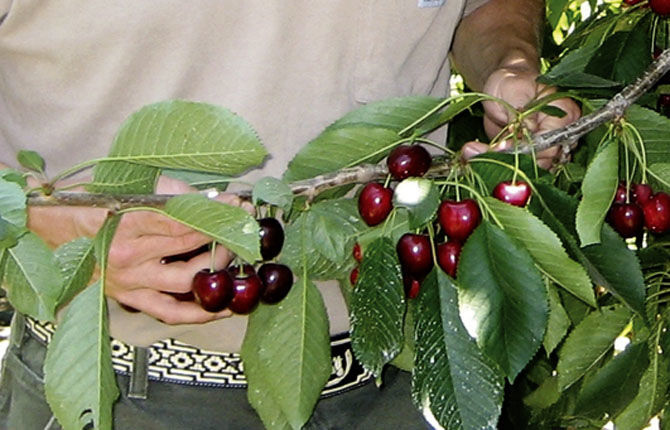 New pest brings stronger pesticide back to cherry orchards