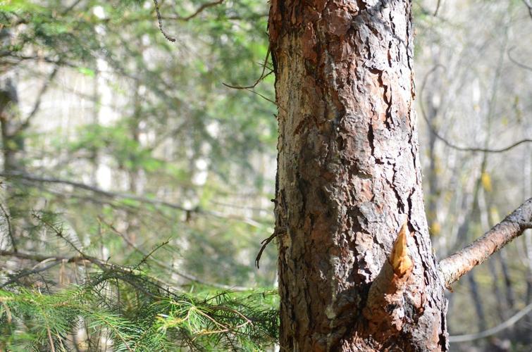 Resorting Rattlesnake Creek