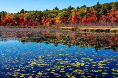 Water lillies and fall foliage colors