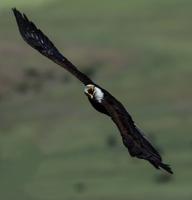 ‘It’s for the Birds!’ fundraiser open