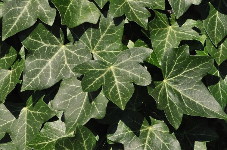 Weed of the month: English ivy