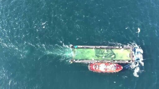 Humpback whale stranded in Germany released into North Sea