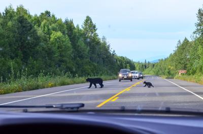 Black bear
