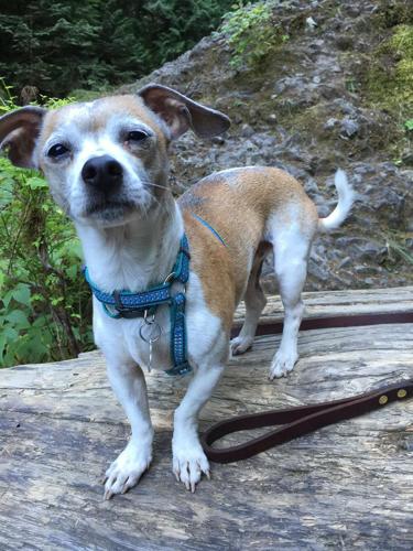 Pet of the Week: JellyBean is still waiting for his forever family