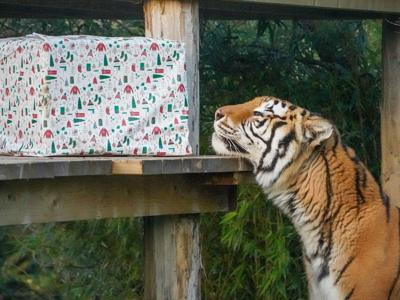 tigerxmas_featured