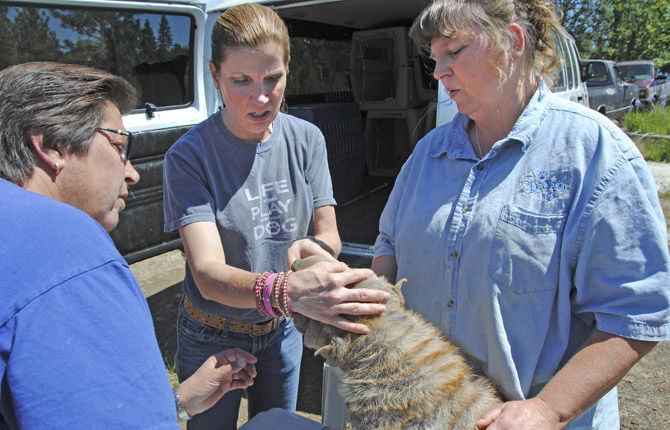 Wanted: Homes for rescue dogs