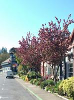 Celebrate National Arbor Day and Oregon Arbor Week and learn more about Oregon’s Forests