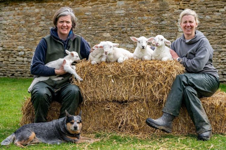 Ewe gives birth to ‘one-in-a-million’ quintuplet lambs