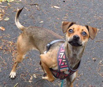 Pet of the Week: Carla loves to play and cuddle