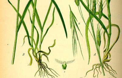 Editorial: Bacteria could stop cheatgrass