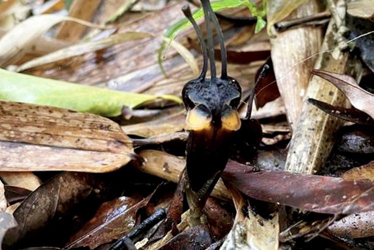 Newly discovered plant species named devil flower due to its demonic appearance