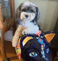 Newsworthy Pets: Tucker gets a ride