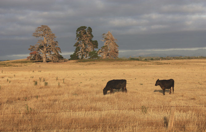 Pasture management can be key to success