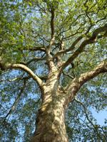 June Tree of the Month: London Plane