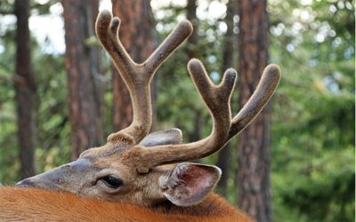 ODFW invites hunters to forum