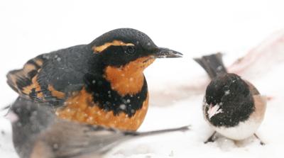 BIRD_0000174-1.jpg