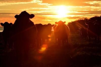 Negotiations between Australia and the EU hit a wall in 2023 over Australia's push for significant access to the European market for products including beef