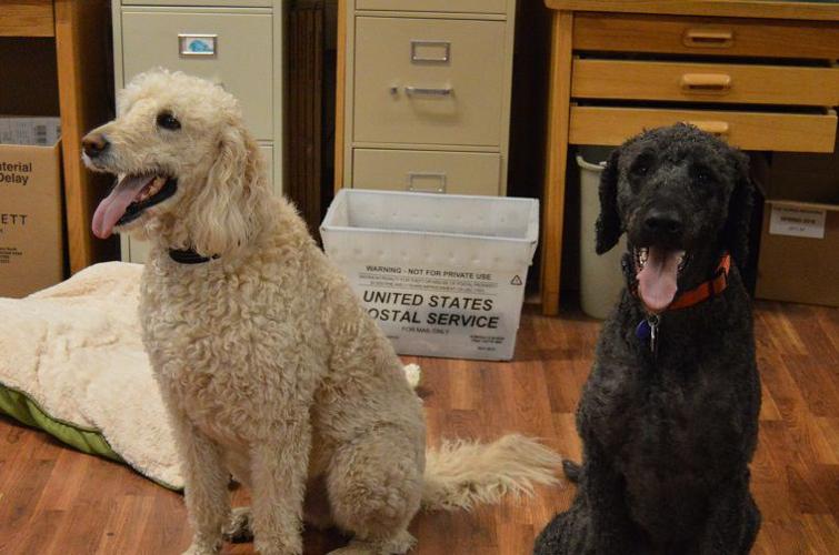 Going to the dogs: Hood River’s dog-friendly vibe doesn’t end at the office