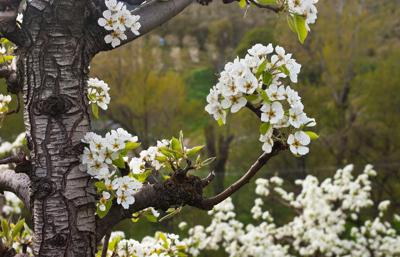 35th annual Cherry Festival story roundup
