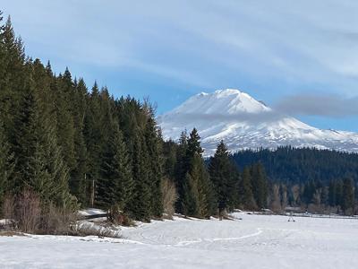 A1 Trout Lake clearcut MAIN