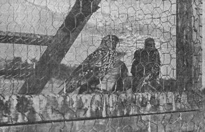 1964 Starling Trap.JPG