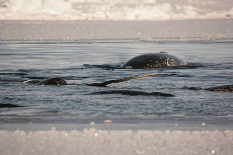 Hidden secrets of the narwhal’s twisted tusk revealed using X-ray technology