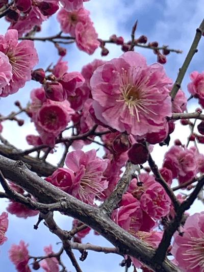 Blossoms on the Prunus mume: