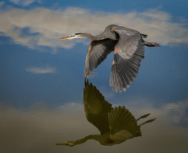 A Great Blue Heron casts a reflection Taylor Lake Gary E.jpg