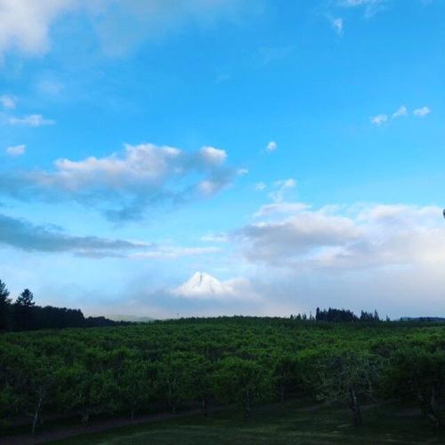 Mt Hood Linda McNaughton