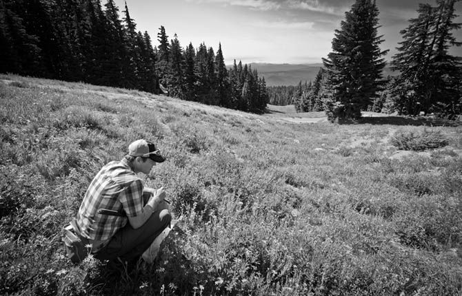 Biologist finds rare bumblebee on Mt. Hood