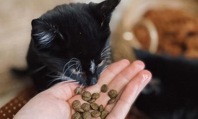 Wellness Beyond the Bowl: Exploring a holistic approach to happy, healthy pets